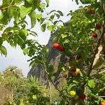 Hébergement de vacances Faja Dos Padres